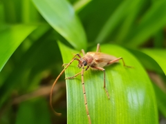 Ochrocydus huttoni