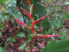 Heliconia acuminata