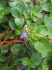 Coccocypselum capitatum