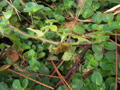 Coccocypselum capitatum