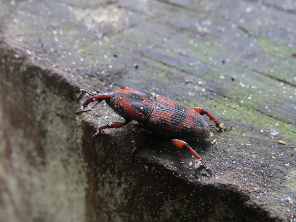 Metamasius cinnamominus