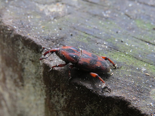 Metamasius cinnamominus