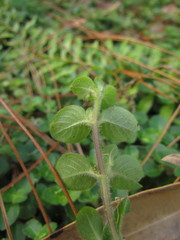 Coccocypselum capitatum