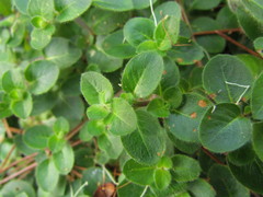 Coccocypselum capitatum