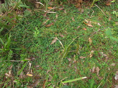 Coccocypselum capitatum