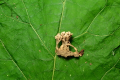 Thelephora anthocephala