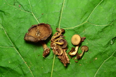 Callistosporium purpureomarginatum