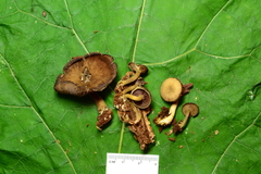 Callistosporium purpureomarginatum