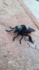 Mallophora ruficauda