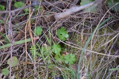 Lysimachia linum-stellatum