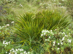 Aciphylla horrida