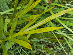 Aciphylla horrida