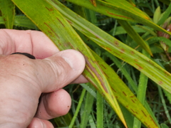 Aciphylla horrida