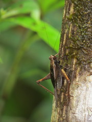 Eneoptera guyanensis