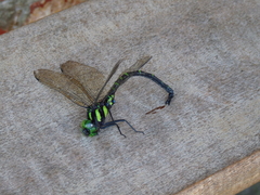 Polycanthagyna erythromelas