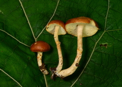 Limacella