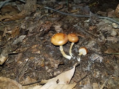 Limacella