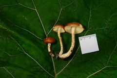 Limacella