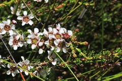 Leptospermum liversidgei