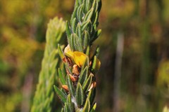 Aotus lanigera