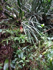 Ananas comosus bracteatus