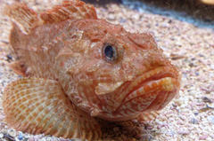 Slender Rockfish photo 1