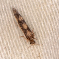 Agraylea