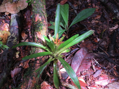 Guzmania lingulata