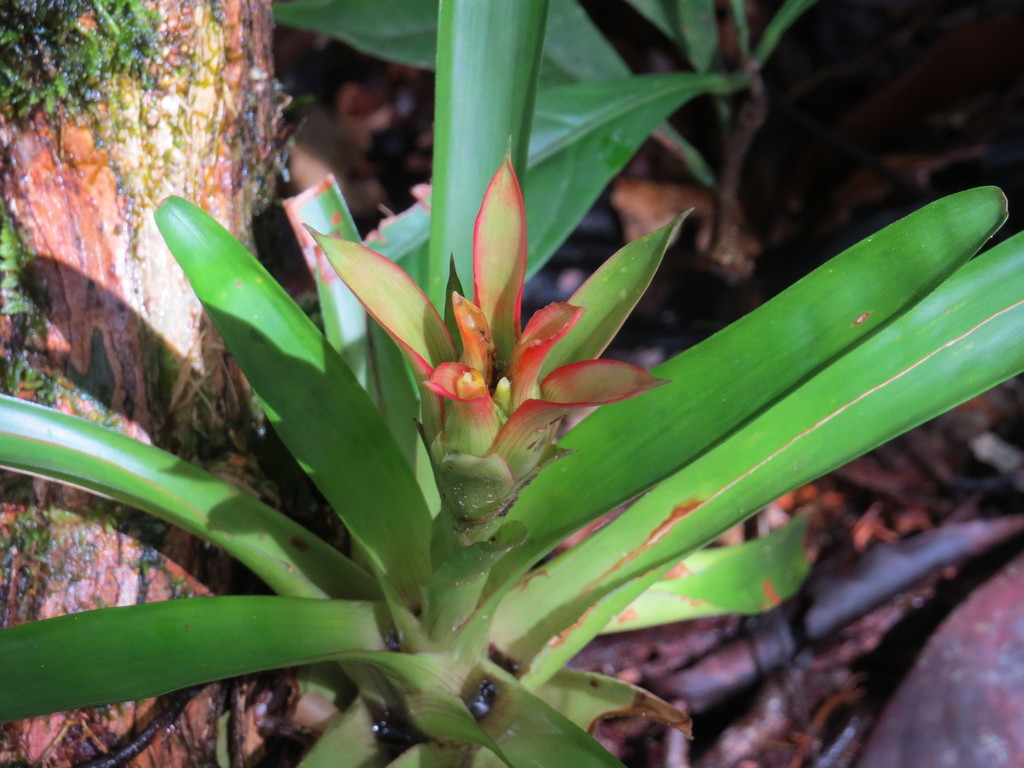 Guzmania lingulata, Arrondissement of Cayenne, French Guiana