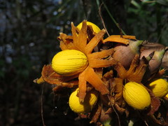 Astrocaryum paramaca