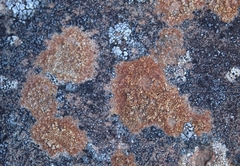 Ionaspis lacustris