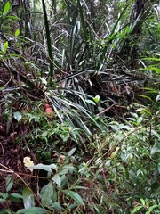 Ananas comosus bracteatus