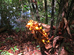 Astrocaryum paramaca