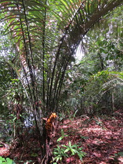 Astrocaryum paramaca