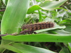 Ustjuzhania lineata