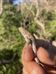 Liolaemus wiegmannii