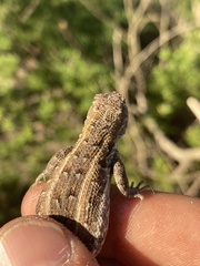 Liolaemus wiegmannii