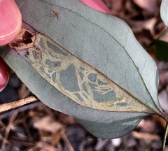Marmara smilacisella