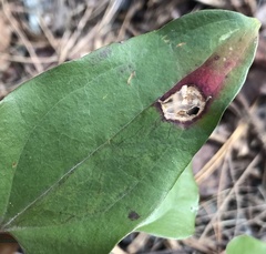 Marmara smilacisella
