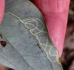 Marmara smilacisella