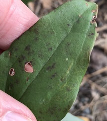 Marmara smilacisella
