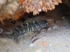 Istiblennius dussumieri