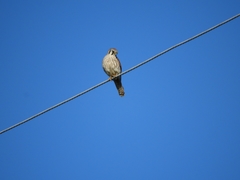 Falco sparverius