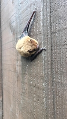 Pipistrellus pipistrellus