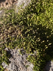 Ptychomitrium incurvum