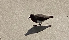 Arenaria melanocephala