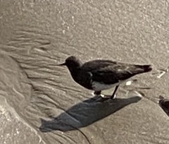 Arenaria melanocephala