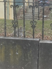 Sciurus carolinensis