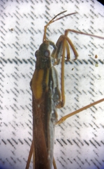 Gerris lateralis