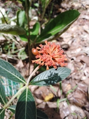 Palicourea officinalis